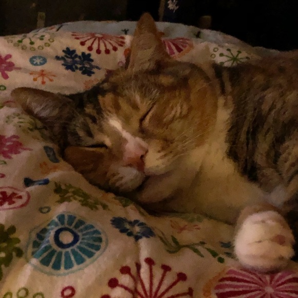 😻 MY 3 BABY GIRLS 😻 - Picture 6 of 12